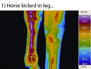 Horse Treated with LLLT